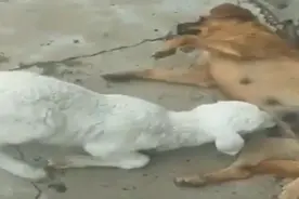 小羊偷喝狗妈妈的奶，狗子不肯，小羊脾气一上来笑死我了！视频封面
