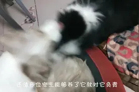 主人坐高铁，因狗狗无法过安检，所以将它丢弃在花坛上视频封面
