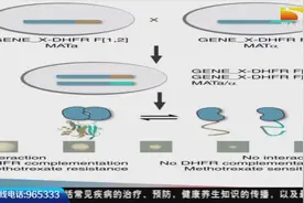 二甲双胍被奉为“神药”？列出7大功效后，但这5类人不适合食用视频封面