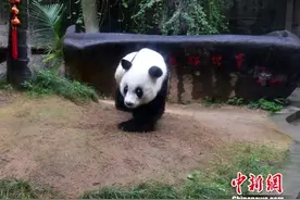 现存圈养最高寿大熊猫“巴斯”将创世界吉尼斯记录图片