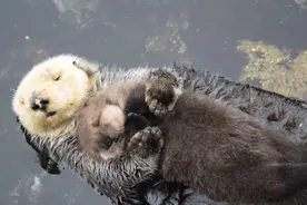 美水族馆母海獭紧抱幼崽水面漂浮图片