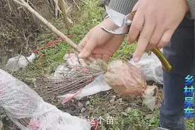 风水宝地种植大樱桃今天使用挖坑最快的神器种果树大家猜猜是什么视频封面