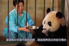 大熊猫看到宝宝后竟有点懵圈，想起来是自己孩子后，下一秒别笑视频封面