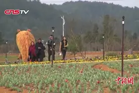 福建乡村特色游 花海绿植打造生态景观视频封面