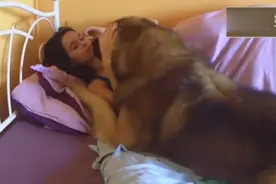 高加索狗狗撒娇像个宝宝，投入女主人的怀中，这床质量够好！视频封面