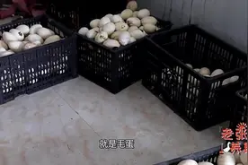 鹅苗到了破壳日为何出不来反而形成了毛蛋，来听老张一一解答！视频封面