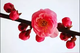 春天到，梅花盛，去长屿硐天赏梅啰！图片