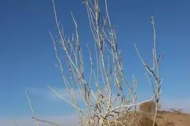 快来看！你在支付宝蚂蚁森林里浇水种的树长这样图片