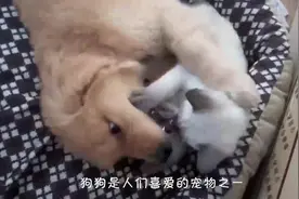 邻居勉强同意金毛与萨摩耶“结婚”，生下孩子后，眼睛都笑成了缝视频封面