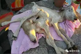 泰国母牛生下2头6腿怪牛 村民纷纷上香图片