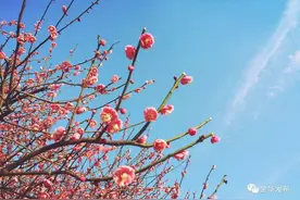 2月~5月，金华人绝佳春游目的地都在这里！莫负春光，动身吧~图片