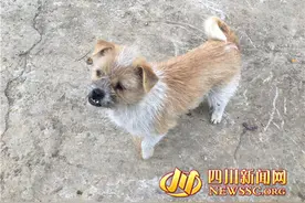 眉山大批流浪狗成隐患 严管整治呼声高图片