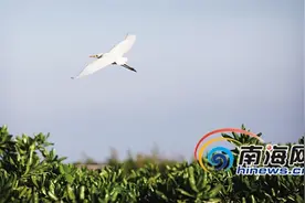 三沙市加强生态保护管理制度建设图片