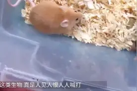 连军舰都惹不起的老鼠咋防止它上船视频封面