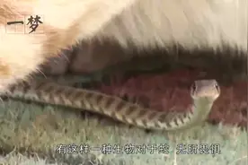 残忍的毒蛇居然斗不过猫咪，猫：我要打十个！视频封面