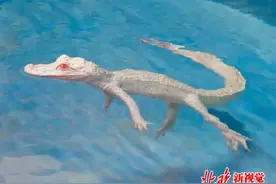 棕榈岛亚特兰蒂斯度假酒店水族馆迎新成员 罕见白化鳄图片
