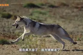 老人说以前农村有狼，现在为什么看不到了，狼去哪里了？答案来了视频封面