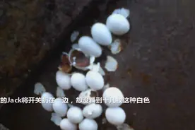 墙壁间发现白色“球状颗粒”，屋主求问后急忙放回原处视频封面