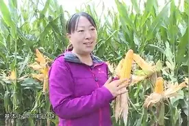 这个玉米品种角质粮、抗性强！辽宁东部都种它视频封面