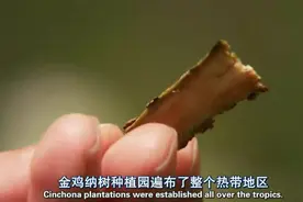 牙买加的金鸡纳树树皮是治疗疟疾的良药视频封面