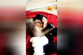 这只猴子看着眼前一堆狗宝宝时，它的手伸向它们做出一个奇怪动作图片