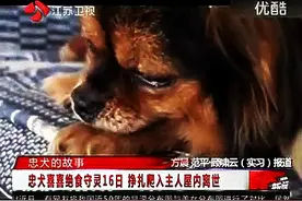 又发现一只愿陪伴主人一起去天堂的狗狗，你值得我们尊敬！图片