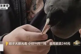 小伙养殖白骨顶鸡，最贵时卖240元一只，靠养鸡致富视频封面