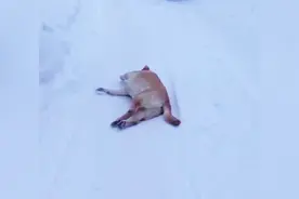 当狗狗们遇到雪，真是比人都会玩啊，全程欢乐不间断，笑翻了图片