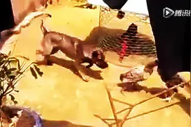 狗给鸡拉架，这个也太逗乐图片