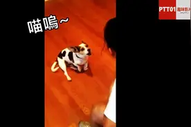 女主人教狗狗学猫叫，这狗狗为了口吃的也是拼了，真难为狗了图片