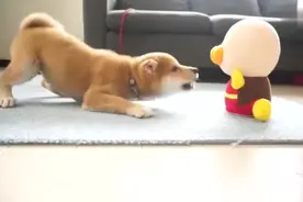 主人记录了柴犬到家里之后的一百天，狗狗长大真的是一瞬间的事视频封面