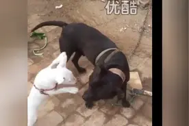 牛头梗秒杀比特犬，日后再战视频封面