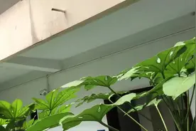 校园里来了一群特殊的“学生”，我们✋声鼓励🥁 记者 赵亚玲视频封面