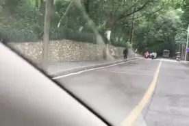 眼镜王蛇意外出现在马路上，广西大爷上前将其打死视频封面