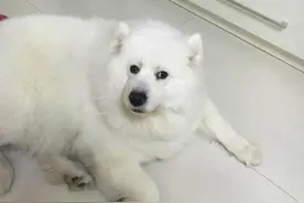 一只萨摩耶被主人养成了猪，看着镜子里这么肥的自己，都狂暴了图片