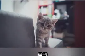 礼物003：如何让猫咪接纳新成员？混脸熟！#vlog时尚 #vlog日常视频封面