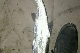 心酸！钓鱼人玩路亚的下场图片