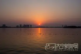 天鹅戏水梁山泊 形成一道独特的风景线图片