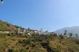 冰岛茶真相解读，谁知冰岛味？图片