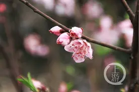 晴一天 本周此后的日子雨一直下图片