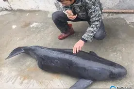 惠州海滩再现鲸鱼？实为江豚！已死亡并被消毒后掩埋图片
