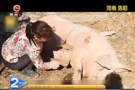 兄妹驯猪：猪除了吃之外还有别的用途，练好演出赚钱！有啥绝活？视频封面