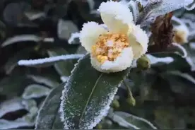 覺茶 | 冰雪茶說图片