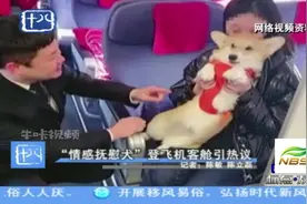 狗狗也能坐飞机？“情感抚慰犬”登飞机客舱引热议视频封面