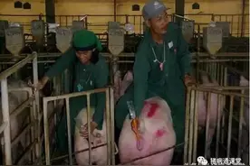 你真的了解猪人工授精吗？图片