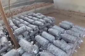 蘑菇菌是怎么培育出来的？农村大叔手把手教你，长知识了视频封面
