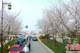 扬州“樱花大道”逾千株樱花竞相绽放 烂漫景色醉游人图片