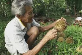 父亲跟榴莲的故事，老人家身体真好视频封面
