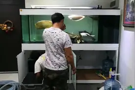 不明白金龙鱼为啥那么贵，金龙鱼，多少钱能拿下