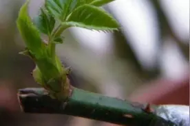 月季花嫁接半个月后，如果变成这个样子，就说明嫁接成活了